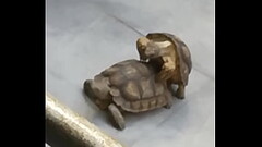 Tortugos sexys teniendo sexo hardcore anal rico Thumb